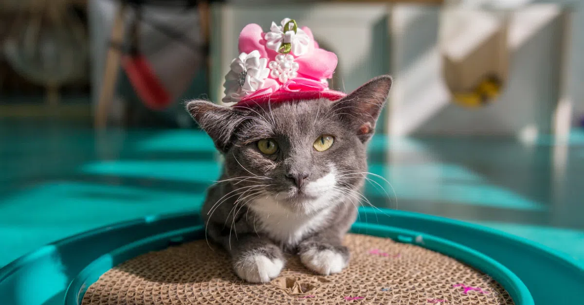 Calgary's Cat Cafes Where To Find Them